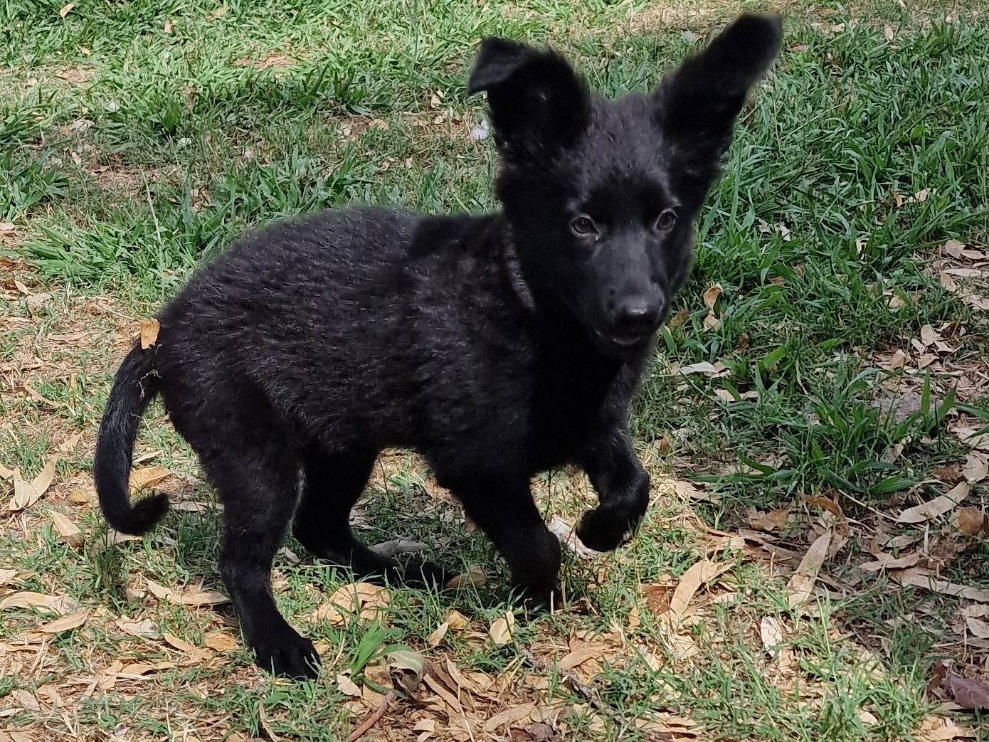 Adotta un cane, femmina, 2 mesi, Latina