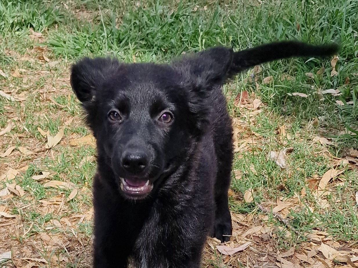 Adotta un cane, taglia media contenuta, femmina, Latina