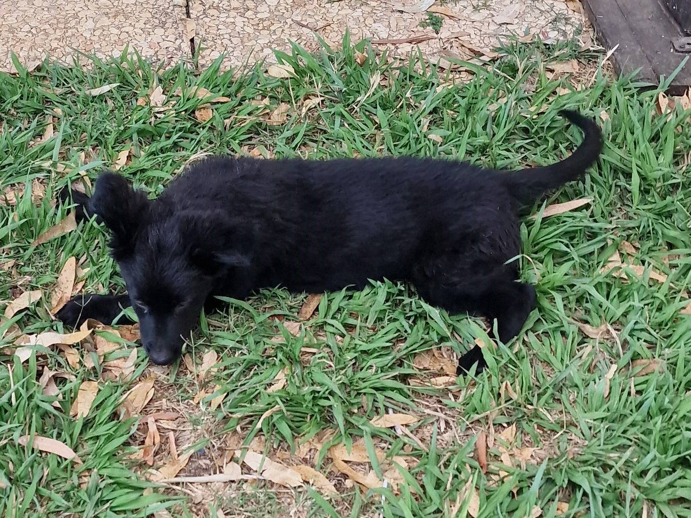 Vuoi adottare un cane a Latina?