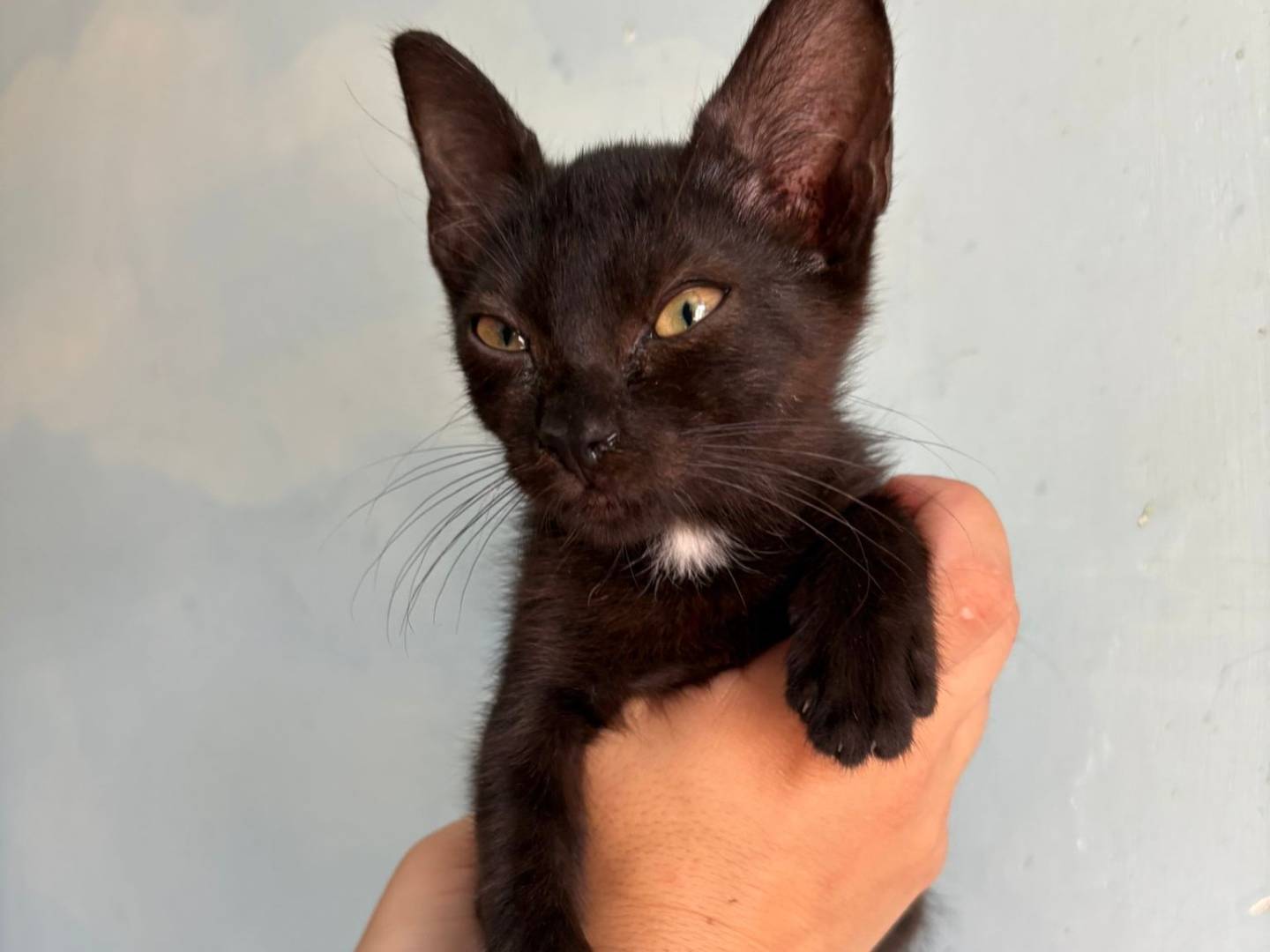 Vuoi adottare un gatto a Asti?