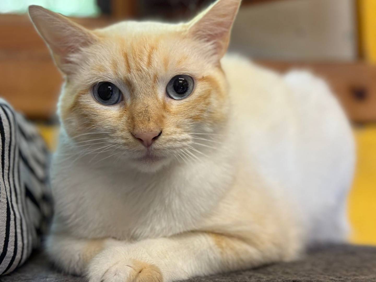 Adozione gatto, femmina, Siamese Razza sconosciuta, 4 anni e 5 mesi, taglia non valida, Asti