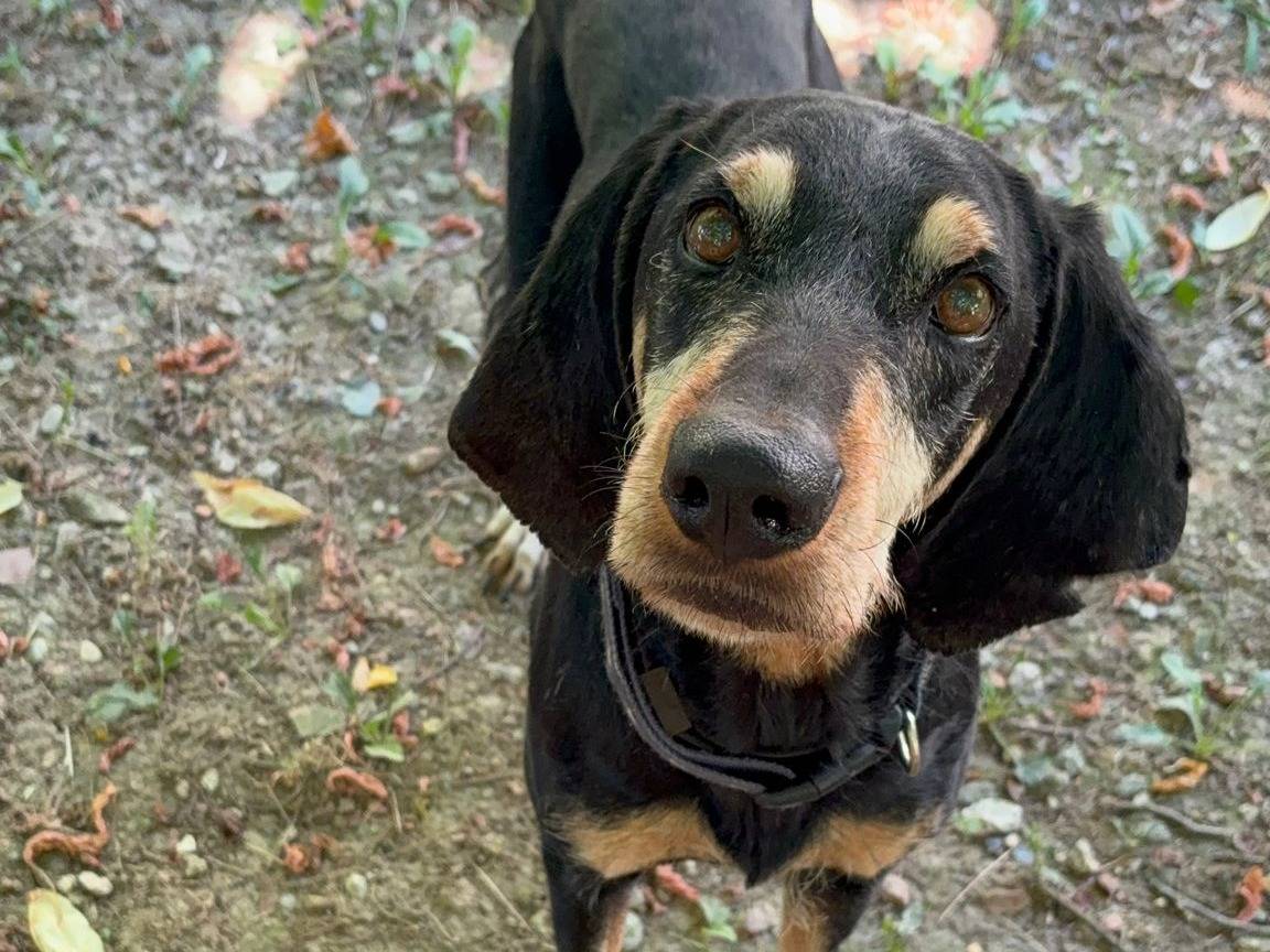 Adozione cane, maschio, Segugio Razza sconosciuta, 10 anni e 7 mesi, taglia media, Asti