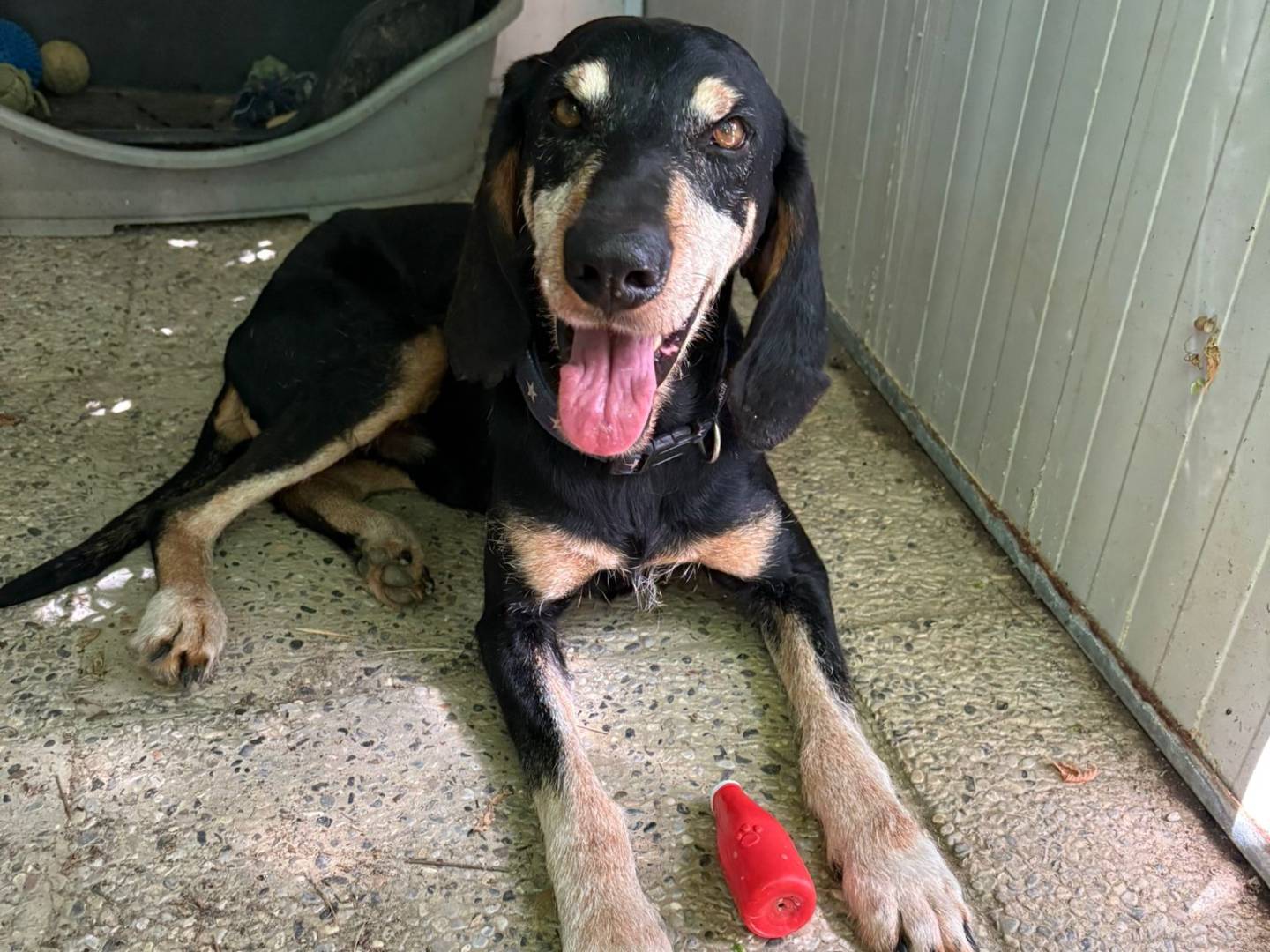 Adotta un cane, maschio, 10 anni e 7 mesi, Asti