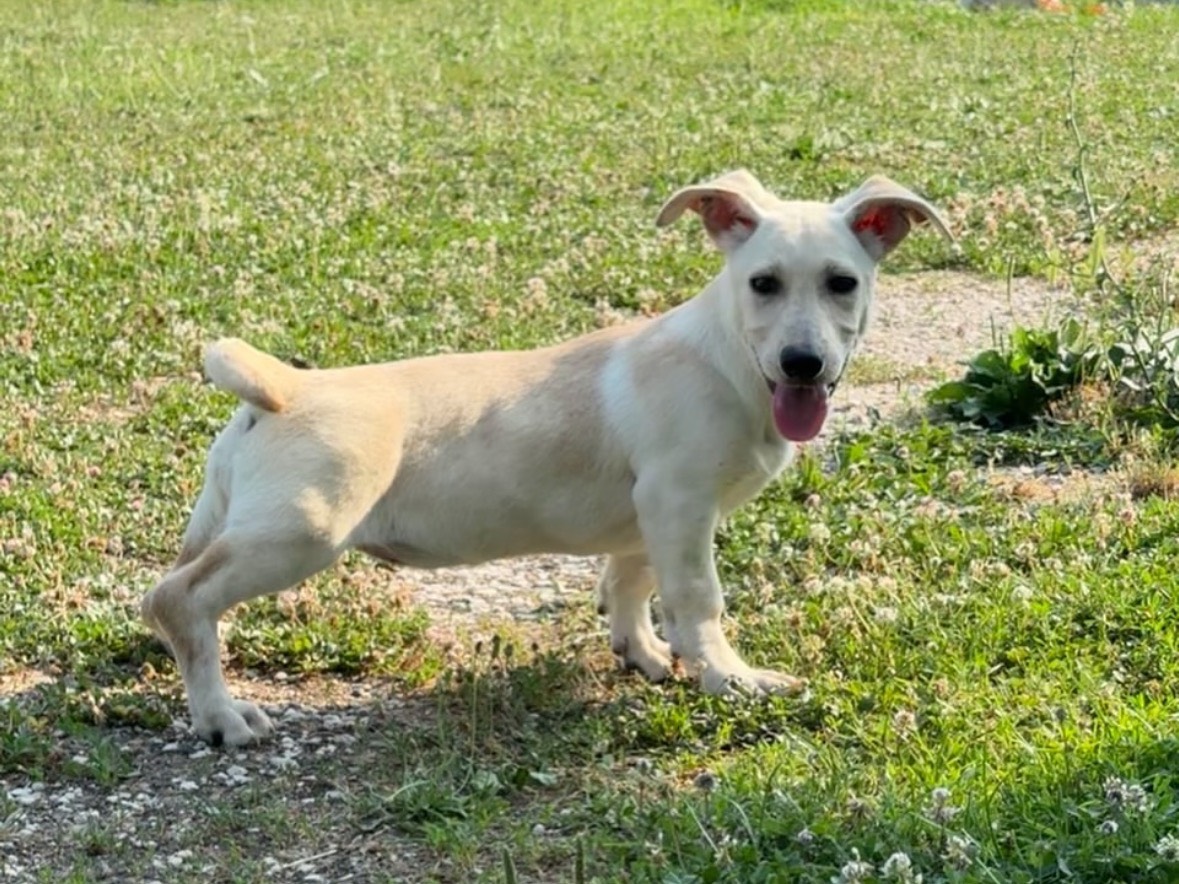 Foto 3 dell'animale