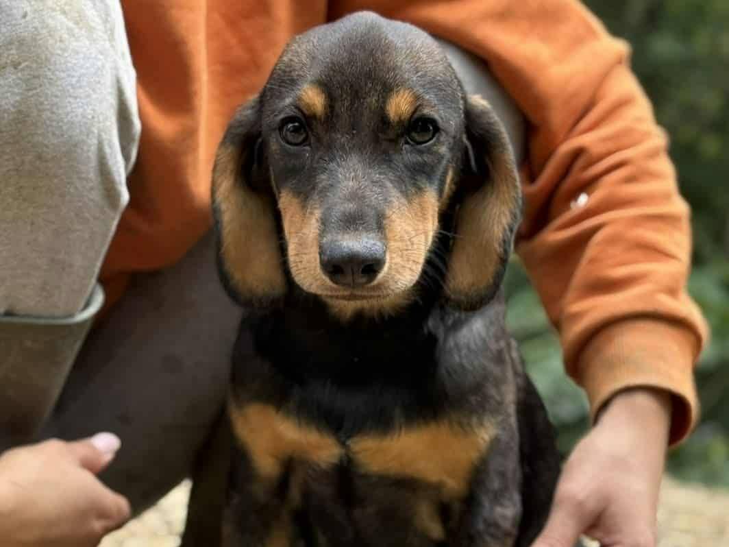 Adotta il cane BELLISSIMI SEGUGINI  a Firenze