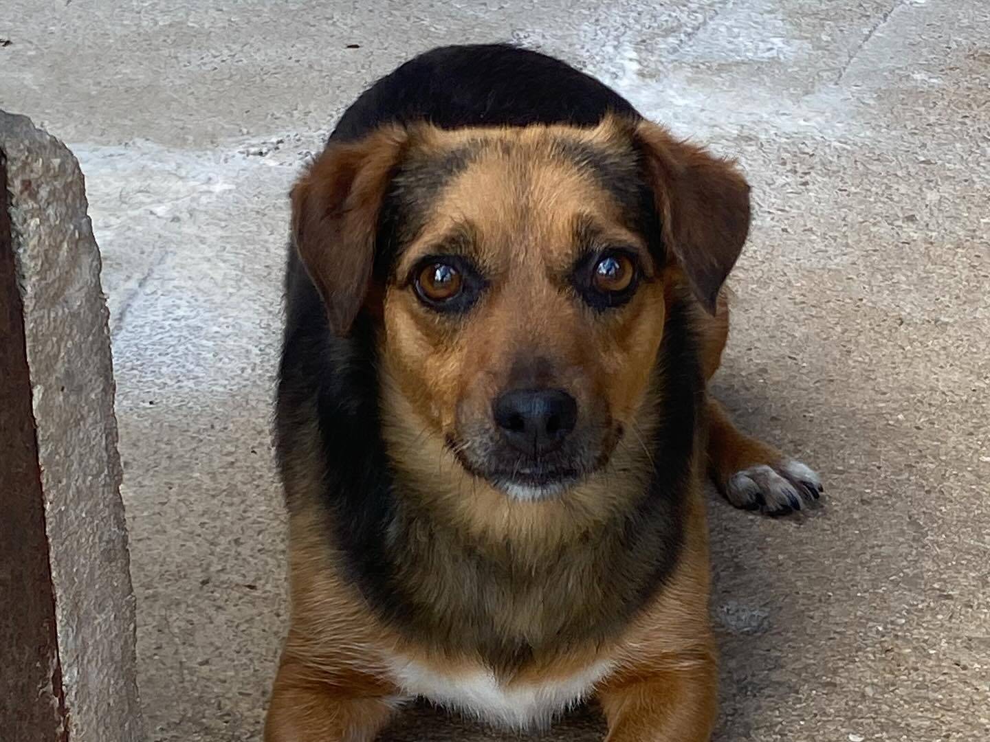 Adotta un cane, femmina, 4 anni, Latina