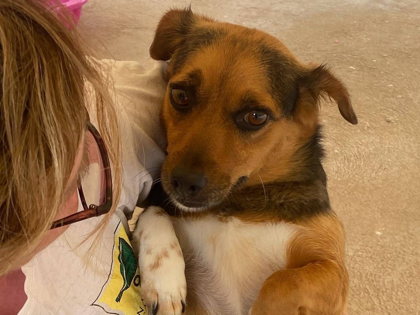 Adotta un cane, taglia piccola, femmina, Latina