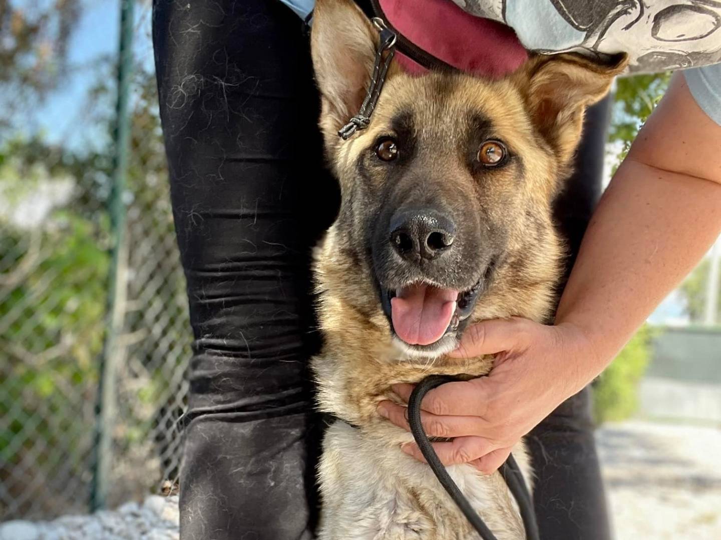 Vuoi adottare un cane a Firenze?