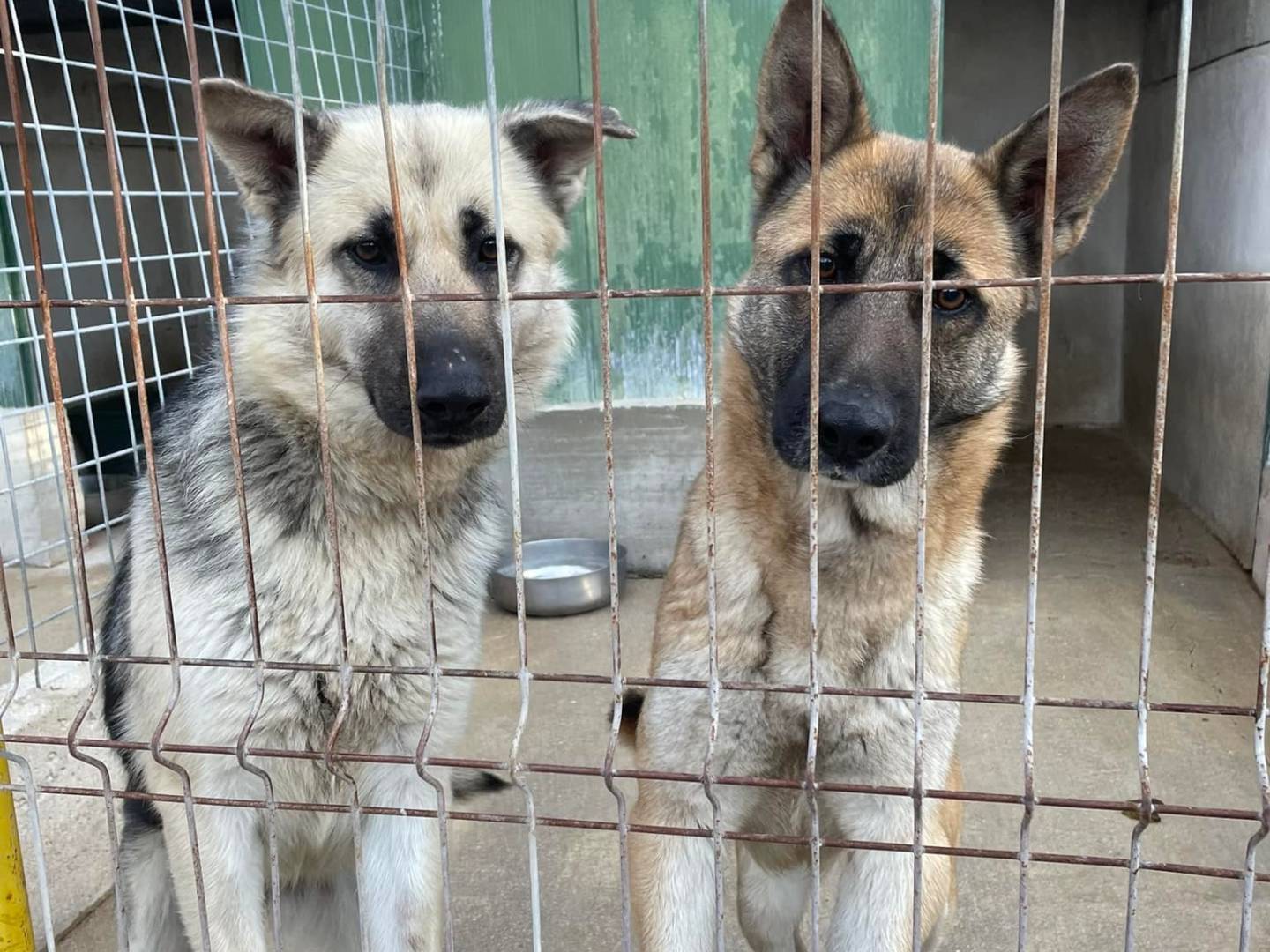 Adotta il cane LORELAI e RORY a Firenze