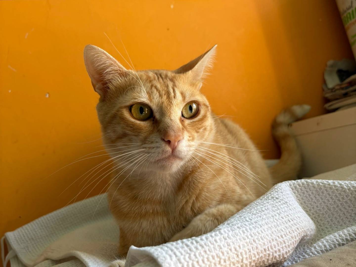 Adozione gatto, maschio, Razza sconosciuta Razza sconosciuta, 1 anno e 8 mesi, taglia non valida, Asti