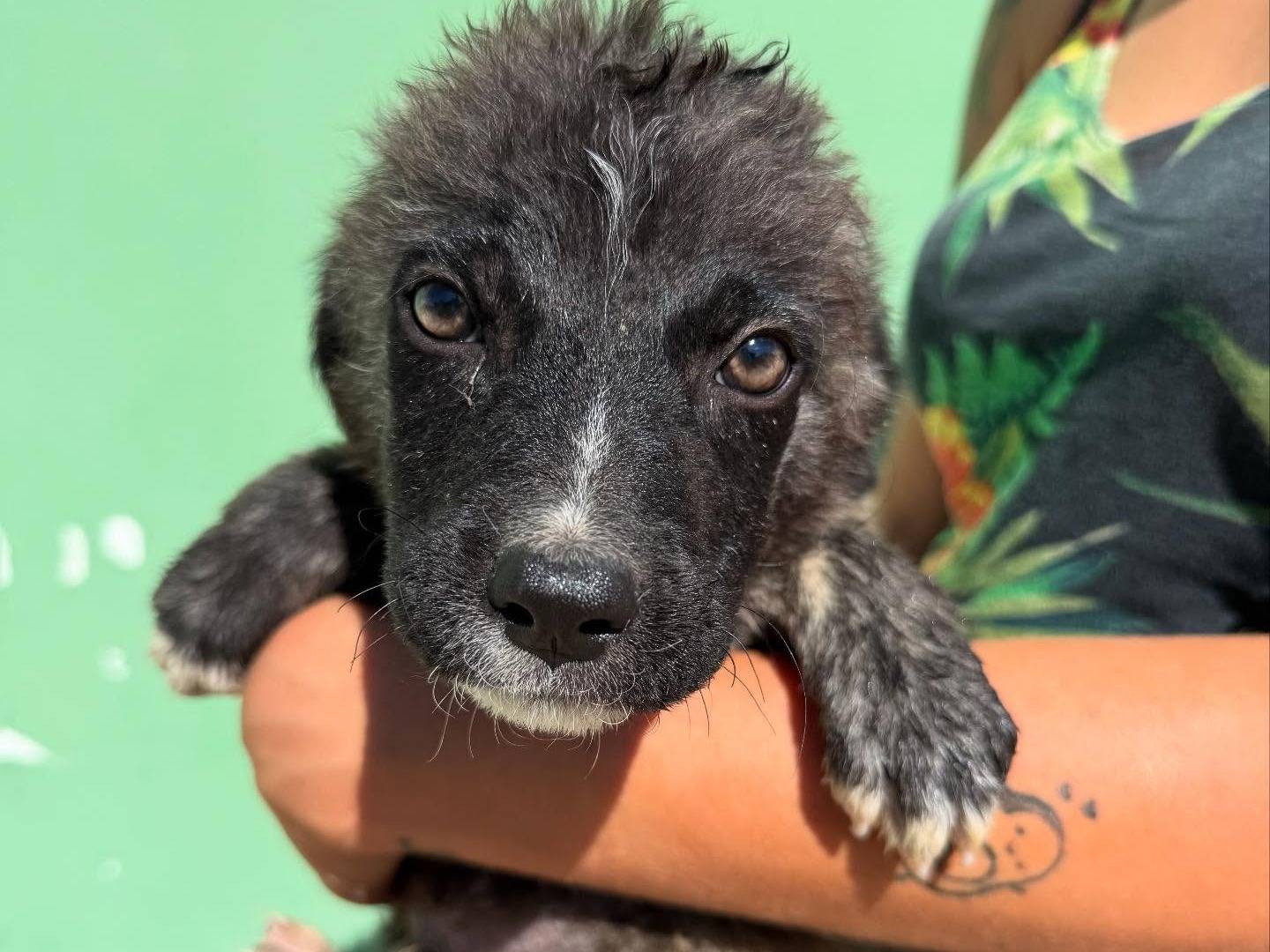 Adozione cane, maschio, Razza sconosciuta Razza sconosciuta, 3 mesi, taglia media, Matera