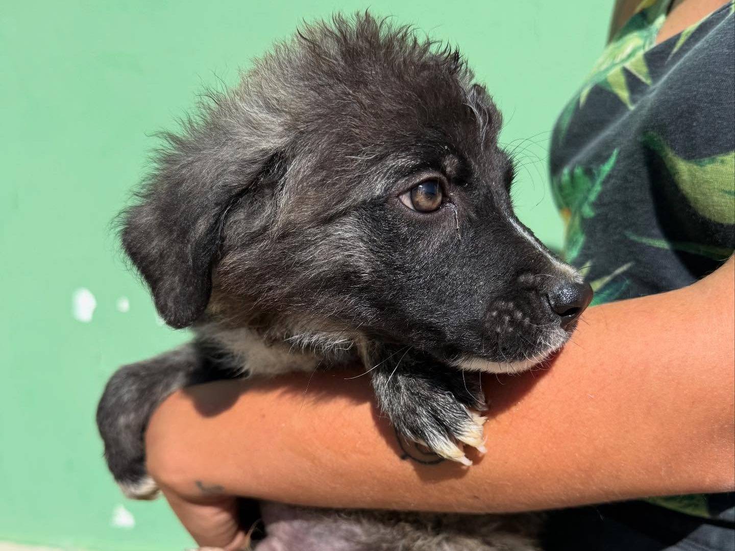 Adotta un cane, maschio, 3 mesi, Matera