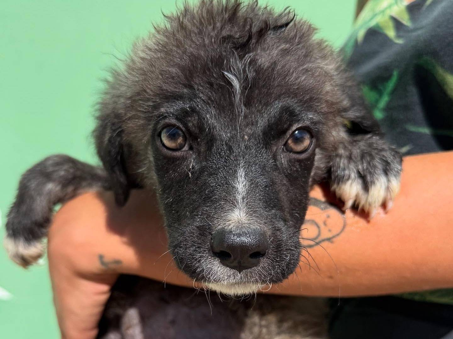 Adotta un cane, taglia media, maschio, Matera