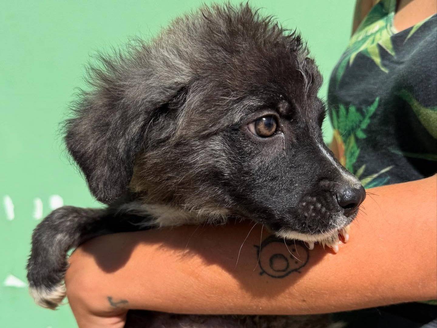 Vuoi adottare un cane a Matera?