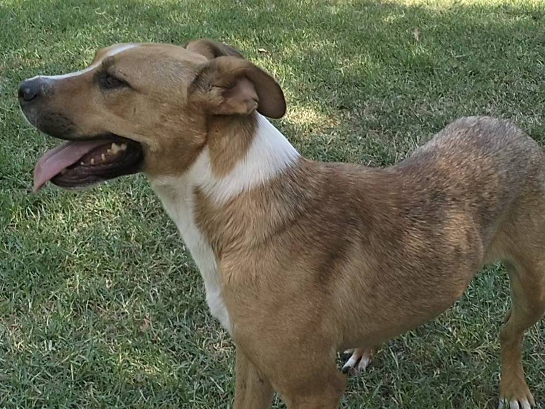 Vuoi adottare un cane a Frosinone?