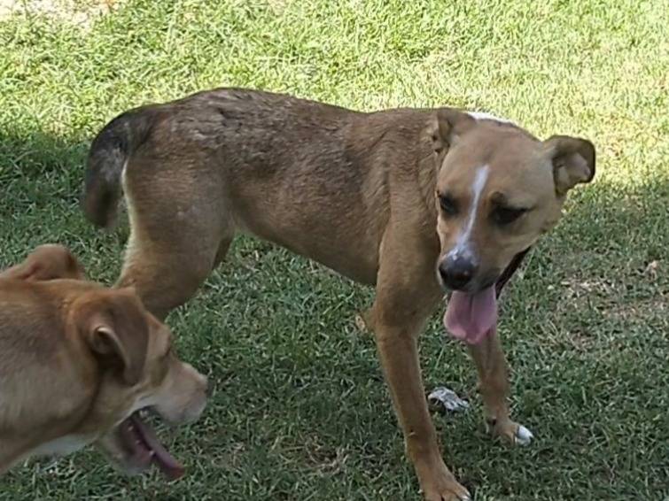 Adotta il cane MIA a Frosinone