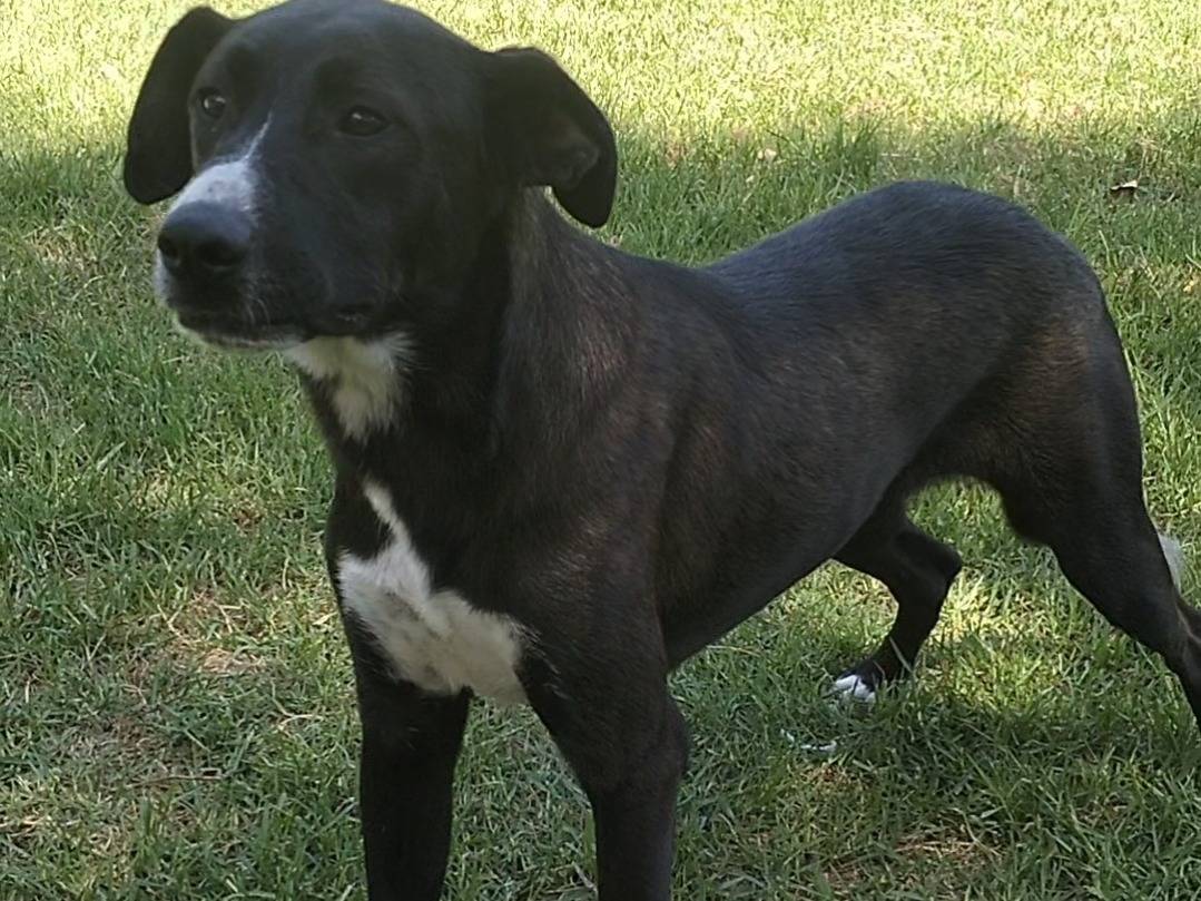 Adozione cane, maschio, Razza sconosciuta Razza sconosciuta, 1 anno e 10 mesi, taglia media, Frosinone