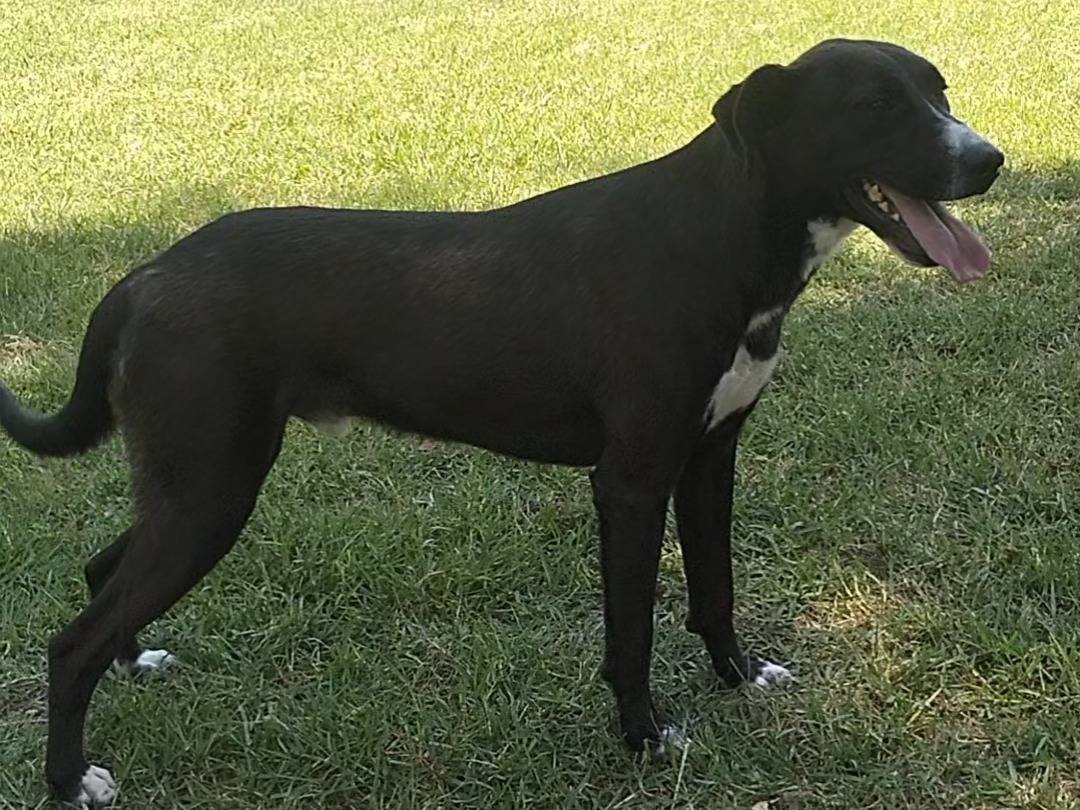 Adotta un cane, maschio, 1 anno e 10 mesi, Frosinone