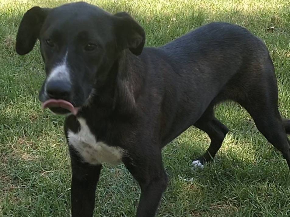 Adotta un cane, taglia media, maschio, Frosinone