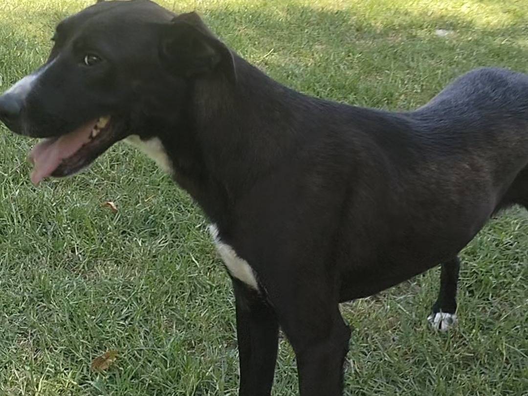 Vuoi adottare un cane a Frosinone?