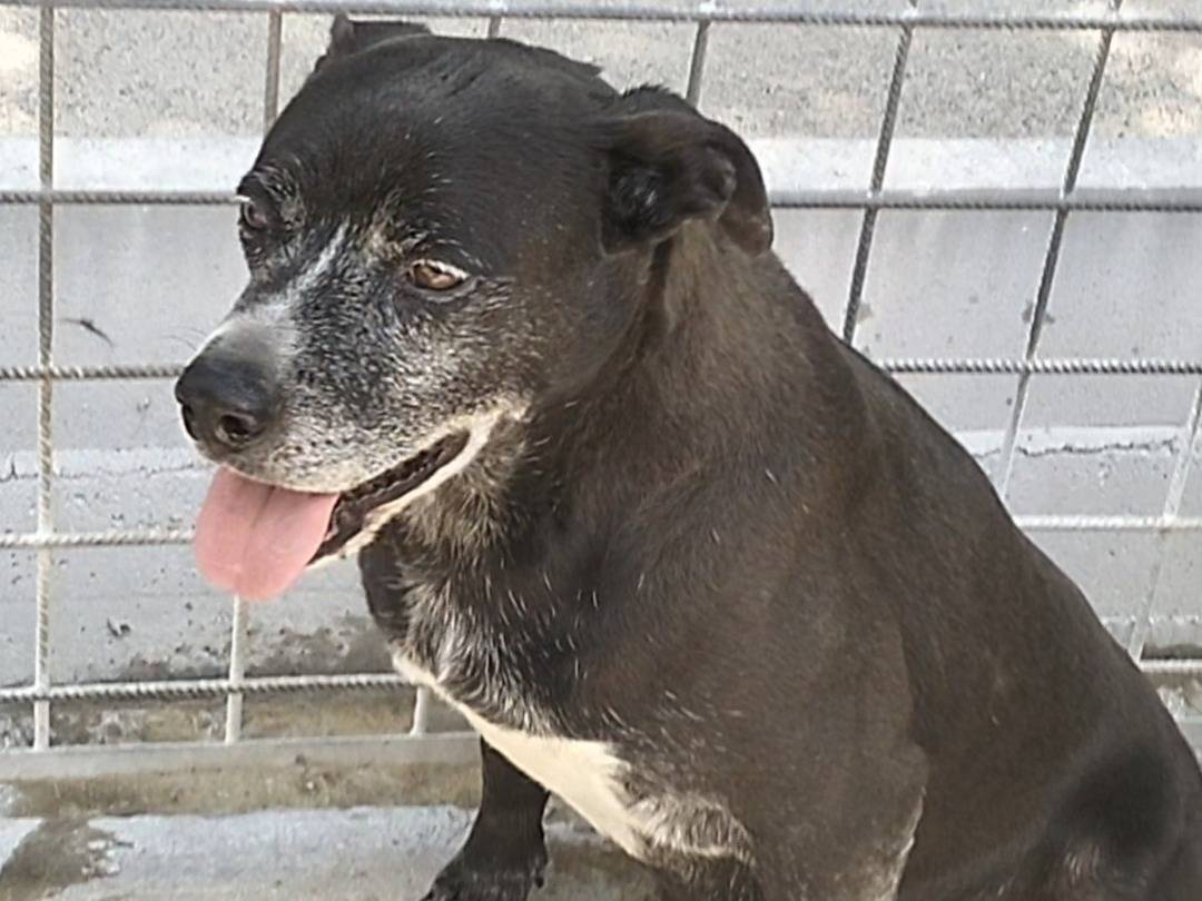 Vuoi adottare un cane a Frosinone?