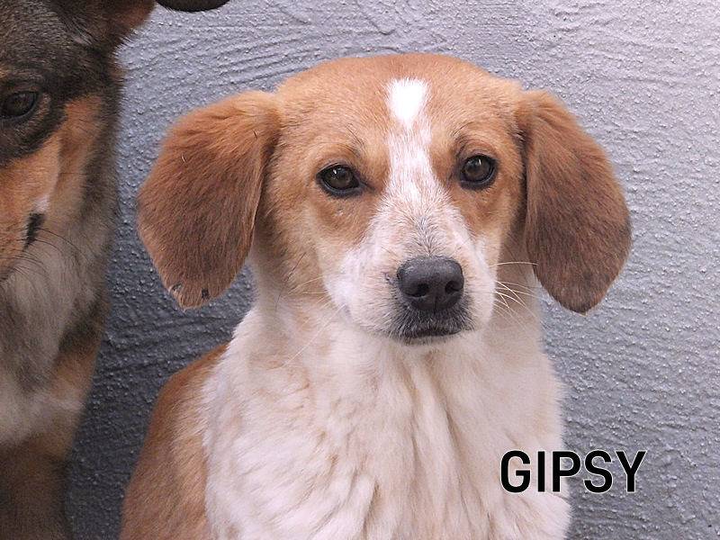 Adozione cane, femmina, Razza sconosciuta Razza sconosciuta, 4 anni e 4 mesi, taglia media contenuta, Frosinone