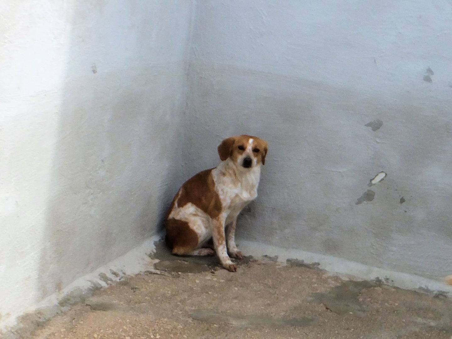 Adotta un cane, taglia media contenuta, femmina, Frosinone