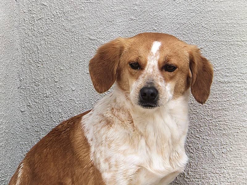 Vuoi adottare un cane a Frosinone?