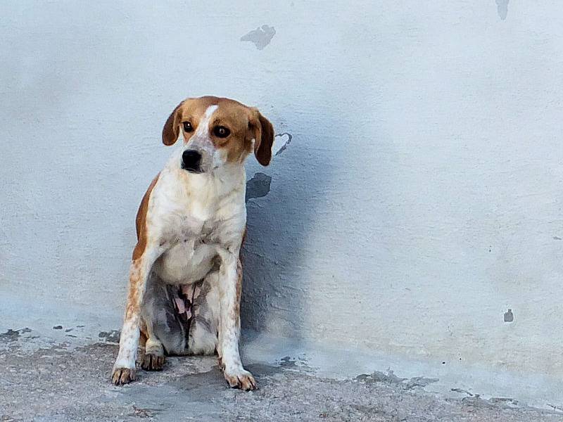 Adotta il cane GIPSY a Frosinone