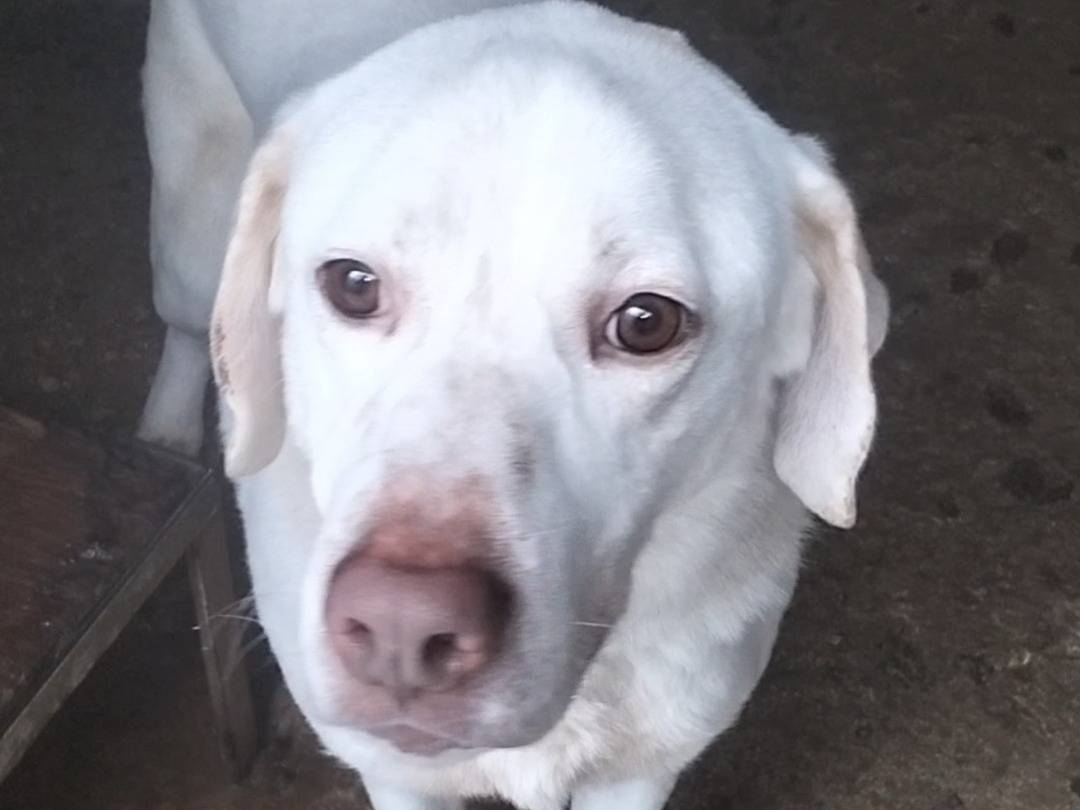 Adotta un cane, taglia media, maschio, Frosinone