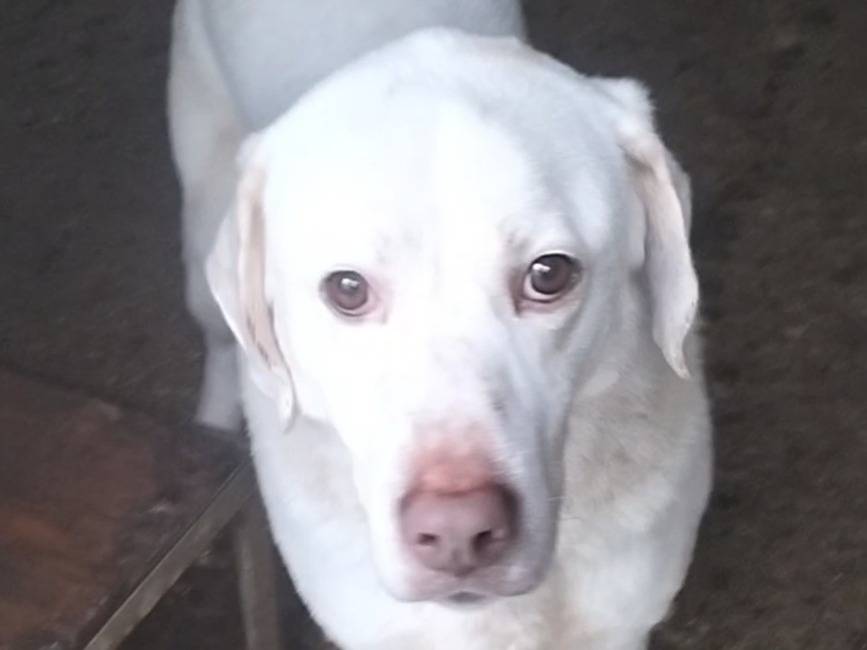 Vuoi adottare un cane a Frosinone?