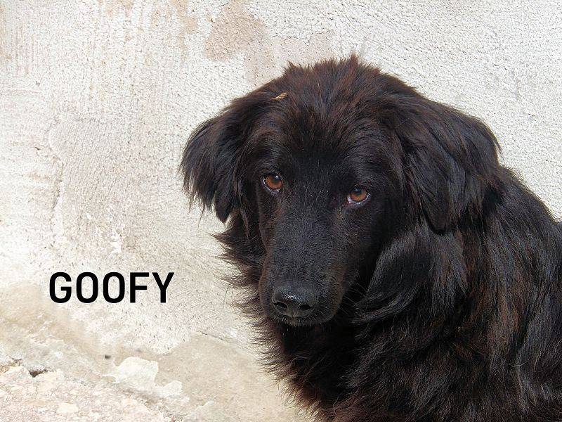 Adozione cane, maschio, Razza sconosciuta Razza sconosciuta, 6 anni e 6 mesi, taglia media contenuta, Frosinone