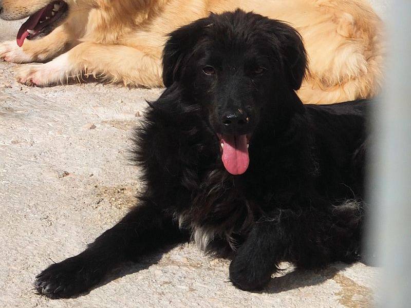Adotta un cane, maschio, 6 anni e 6 mesi, Frosinone