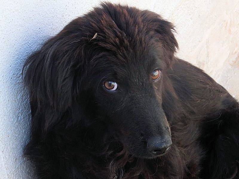 Adotta un cane, taglia media contenuta, maschio, Frosinone