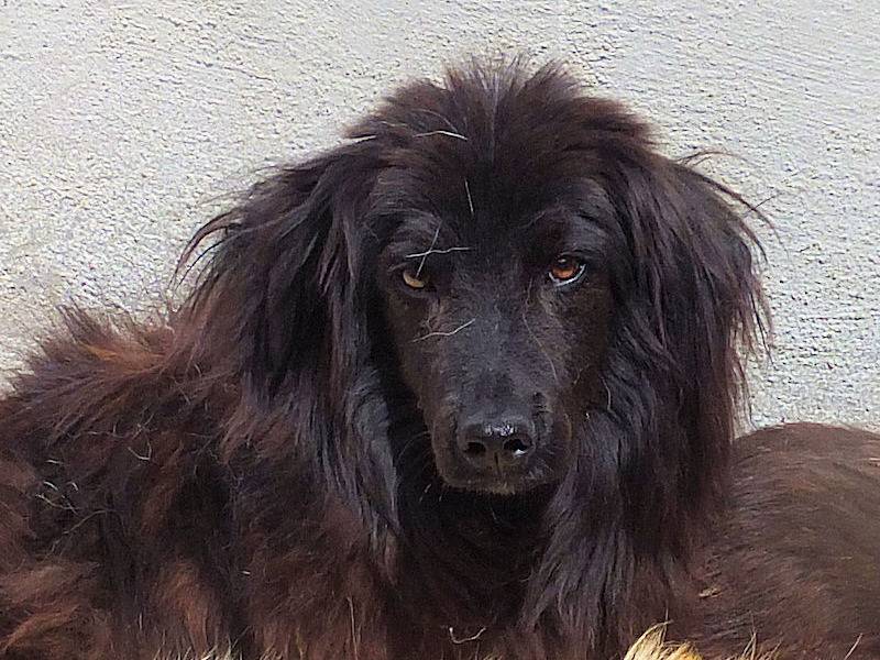 Vuoi adottare un cane a Frosinone?