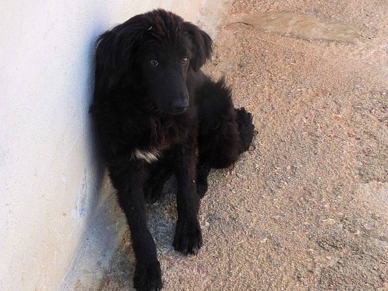 Adotta il cane GOOFY a Frosinone