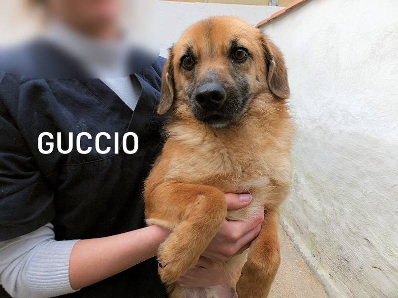 Adozione cane, maschio, Razza sconosciuta Razza sconosciuta, 2 anni e 4 mesi, taglia media contenuta, Frosinone