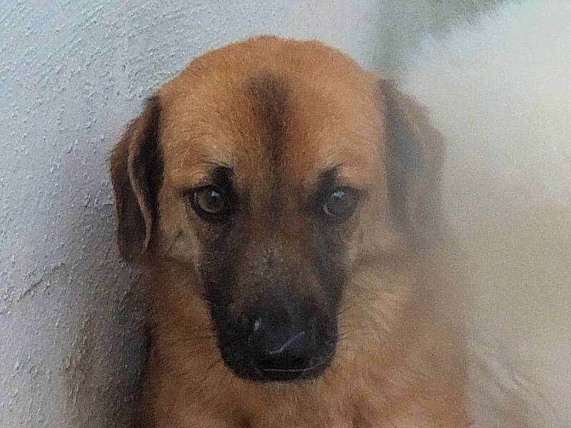 Adotta un cane, maschio, 2 anni e 4 mesi, Frosinone