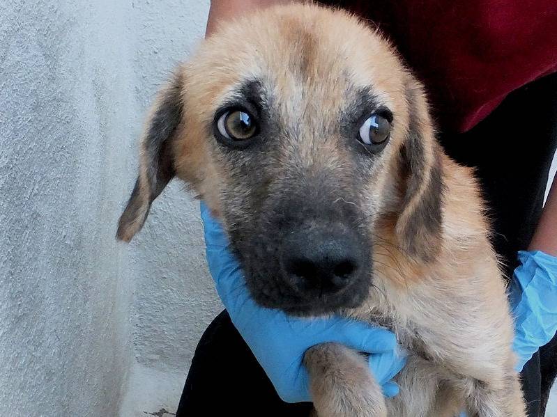 Adotta un cane, taglia media contenuta, maschio, Frosinone