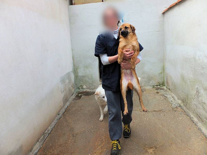 Vuoi adottare un cane a Frosinone?