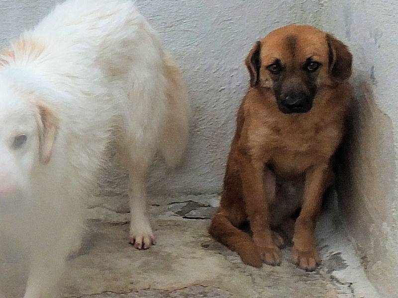 Adotta il cane GUCCIO a Frosinone