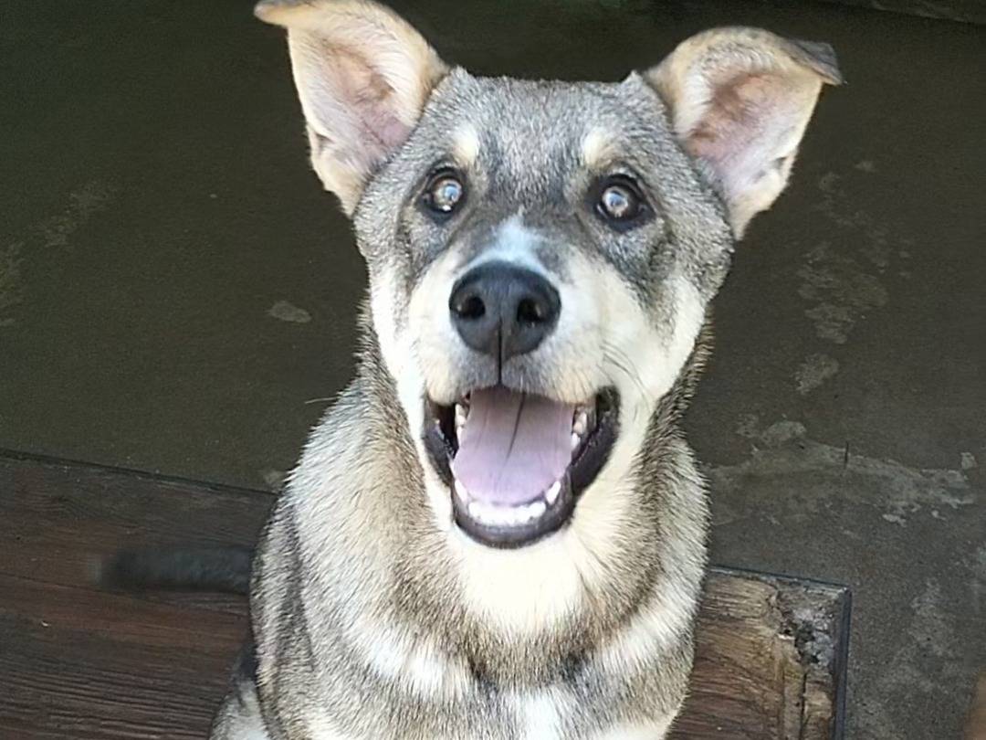 Adotta un cane, taglia media, maschio, Frosinone