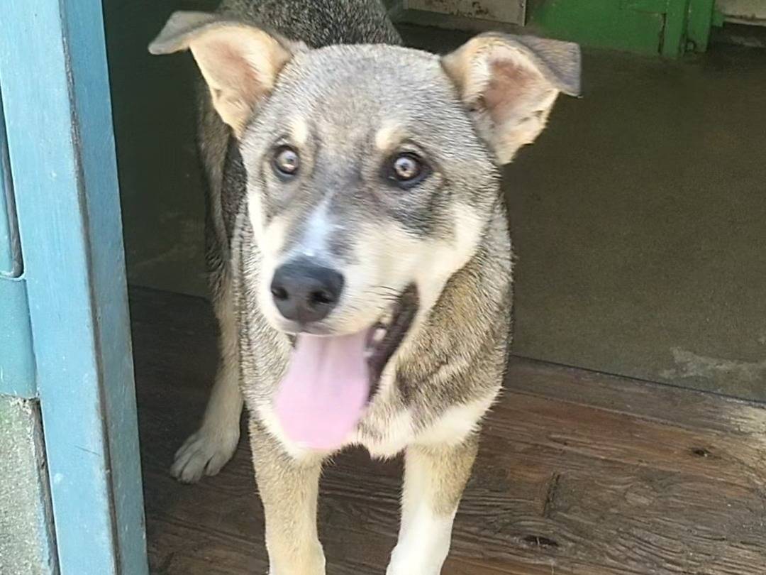 Vuoi adottare un cane a Frosinone?