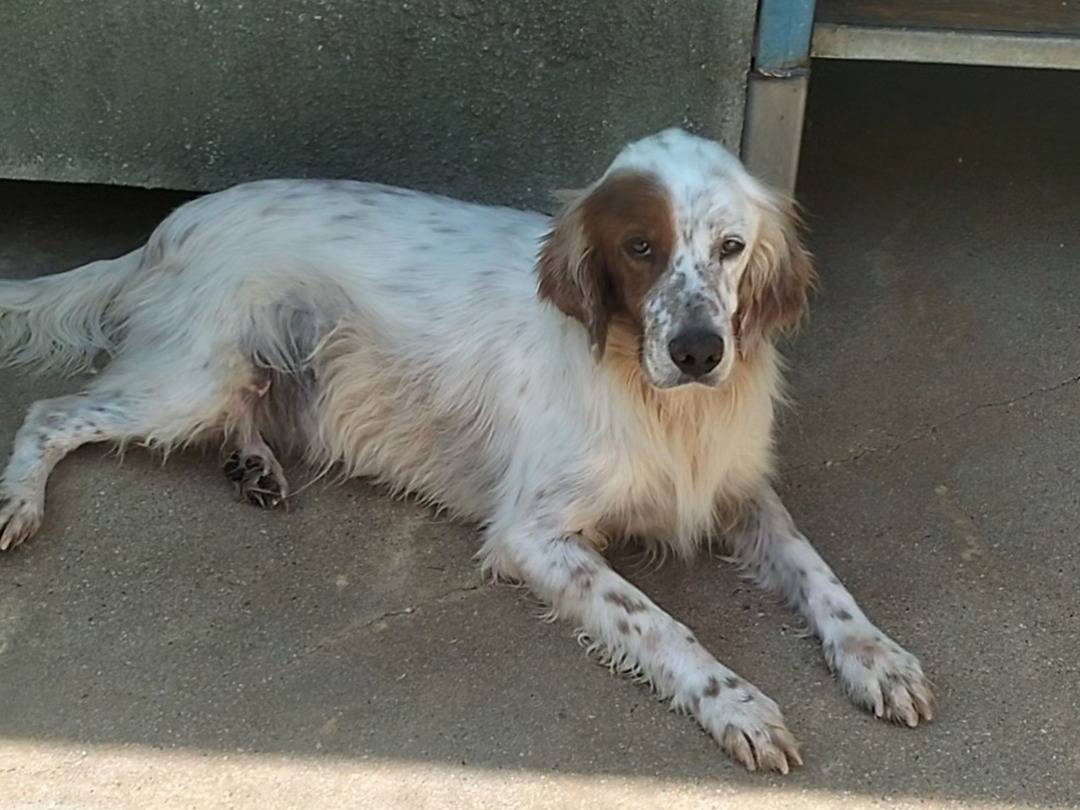 Adozione cane, maschio, Razza sconosciuta Razza sconosciuta, 3 anni e 7 mesi, taglia media, Frosinone