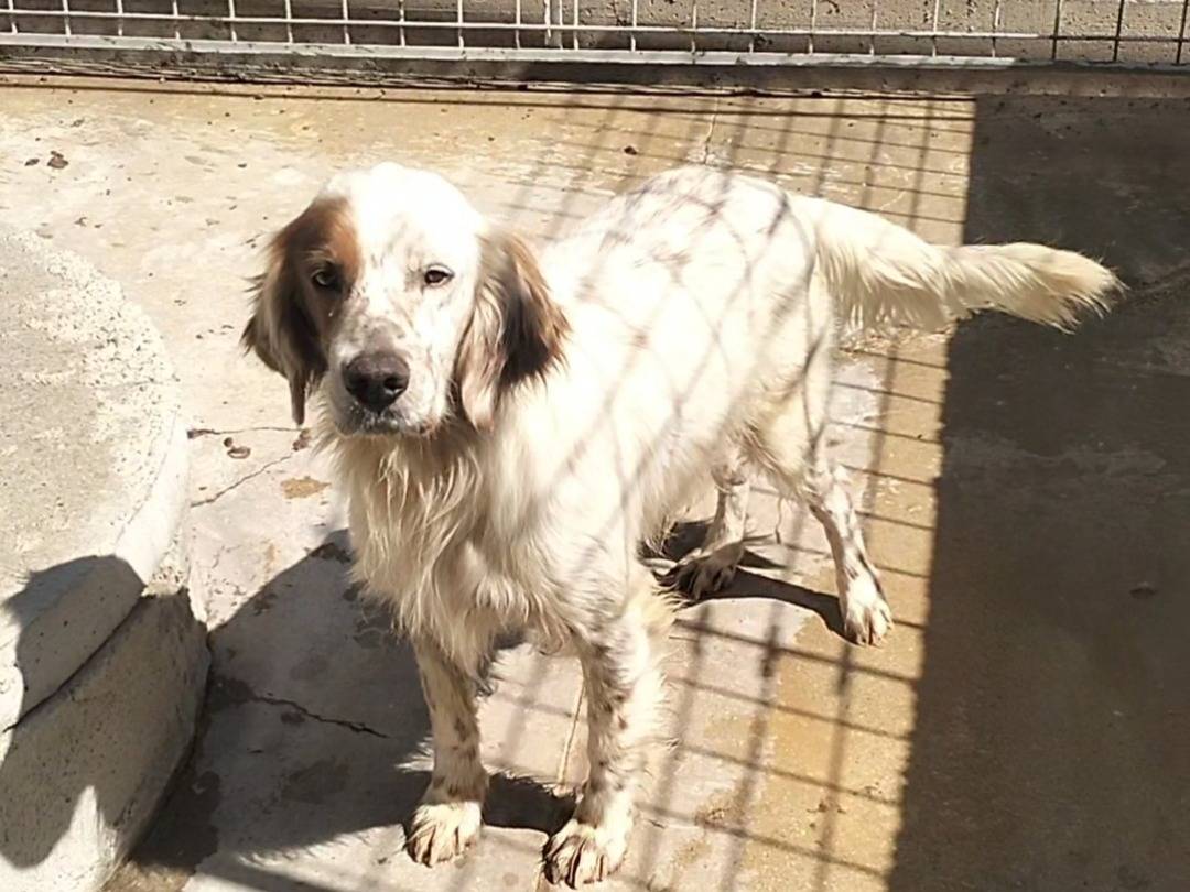 Adotta un cane, maschio, 3 anni e 7 mesi, Frosinone
