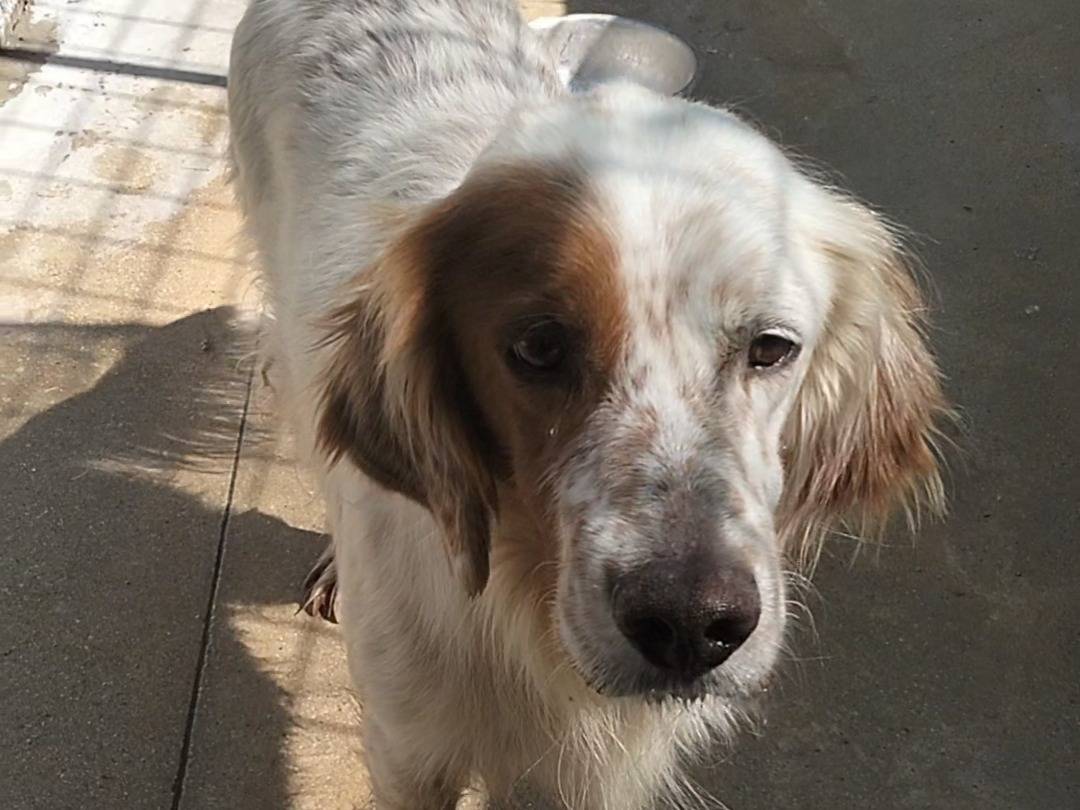 Adotta un cane, taglia media, maschio, Frosinone