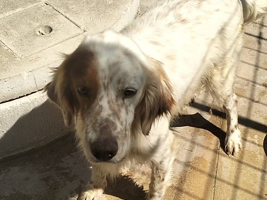 Vuoi adottare un cane a Frosinone?