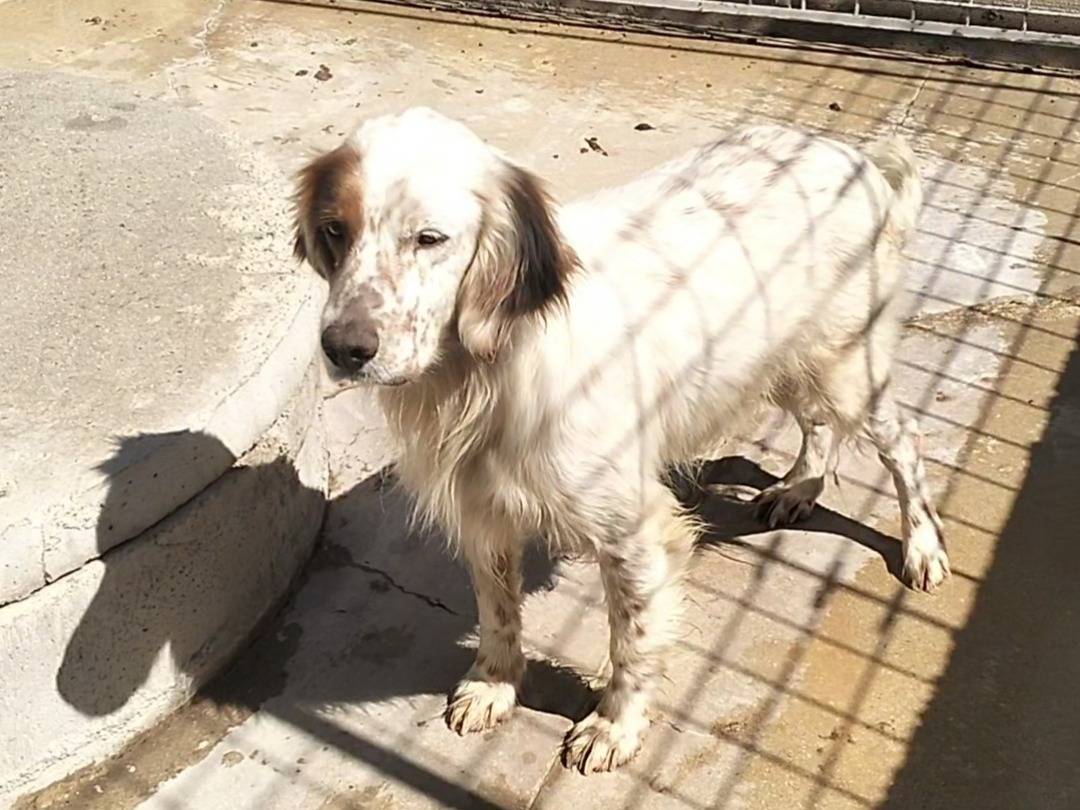 Adotta il cane Thomas a Frosinone