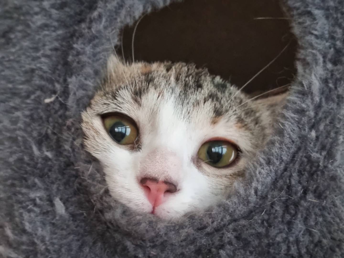 Adozione gatto, femmina, Razza sconosciuta Razza sconosciuta, 2 mesi, taglia non valida, Lecce