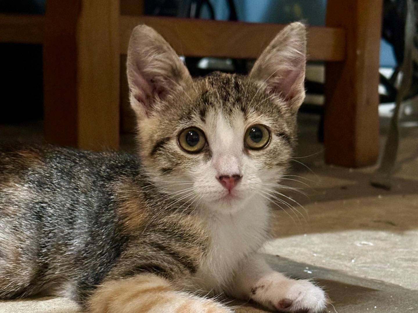 Adotta un gatto, femmina, 2 mesi, Lecce